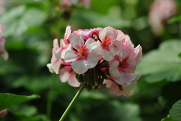 Fototapeta na wymiar Beautiful geranium flowers