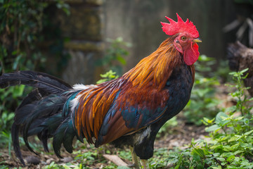 Thai chicken or Hen.