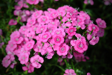 Dianthus flower on top view