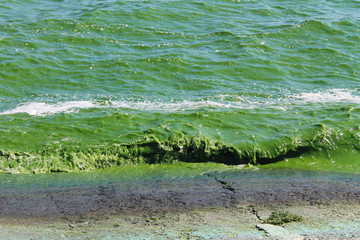 Blooming green water. Green algae polluted river 
