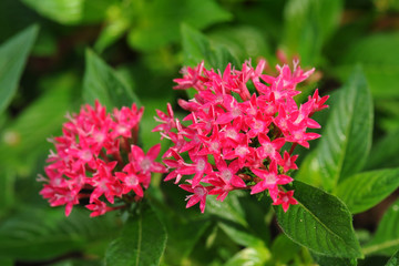 Pink and red flowers in the garden