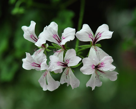 Beautiful geranium flowers