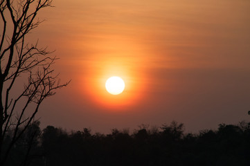 silhouette dry tree with sunset, subject is blurred