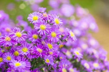 Obraz premium close up small violet flower in the garden background.