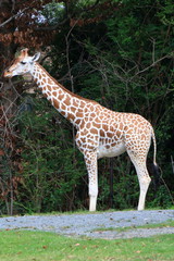 animal