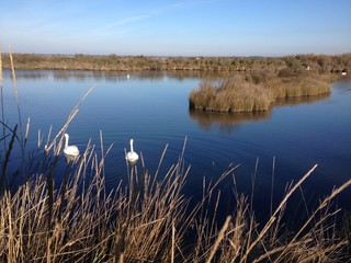 cygnes en ballade