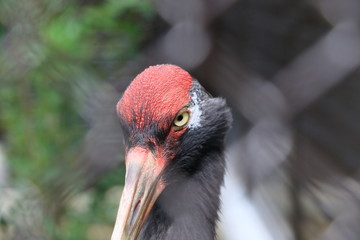 bird