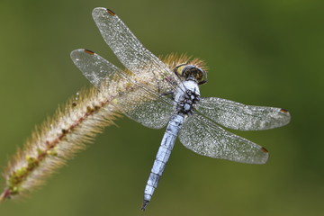 Libellula