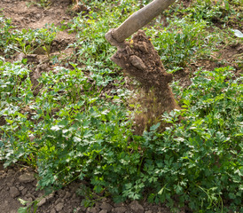 Farmer hoeing vegetable garden