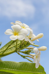 Fototapeta premium Beautiful Plumeria flower with clear light in sunny day.