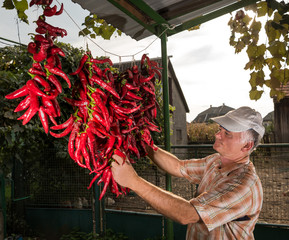 Senior farmer hanging red pepper