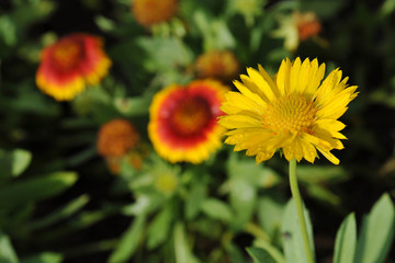Gaillardia pulchella Foug, Blanket Flower