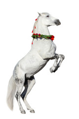 Obraz na płótnie Canvas Christmas image of a white horse rearing up wearing a wreath and a bow isolated on white background