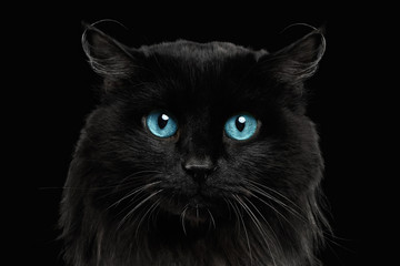 Close-up Face of Black Cat with Blue Eyes on isolated Background