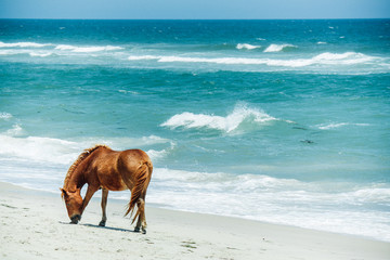 Single wild pony on the beach © Travis