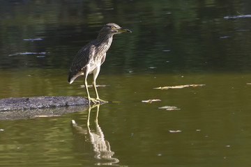 Giovane Nitticora