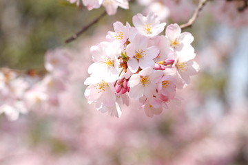 桜（ジンダイアケボノ）