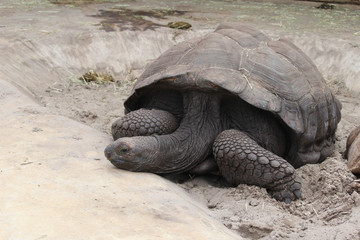 Schildkröte ruht sich aus
