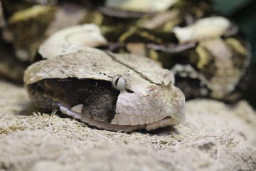Schlange lauert auf beute