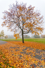 Ahornbaum im Herbst, Straßenreinigung, leuchtendes Herbstlaub, Laub auf dem Weg, Straßenbäume,...