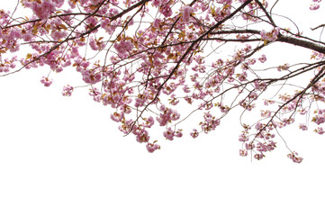 beautiful of spring Cherry blossom or Kikuzakura in Japan