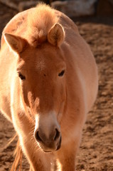 Fototapeta premium モウコノウマ