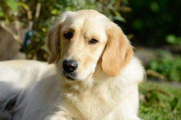 Dog golden retriever lying and looking