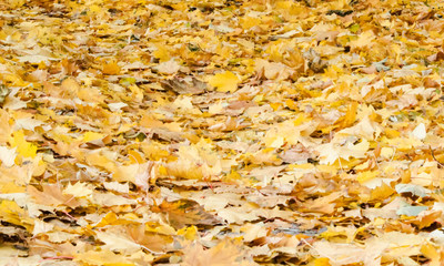 Background group autumn orange leaves.
