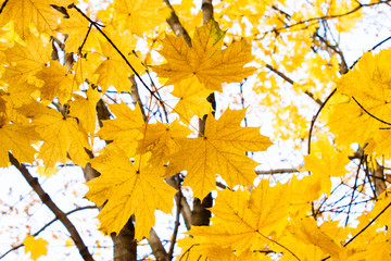 Fototapeta na wymiar Background group autumn orange leaves.