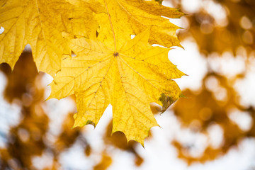 Background group autumn orange leaves.