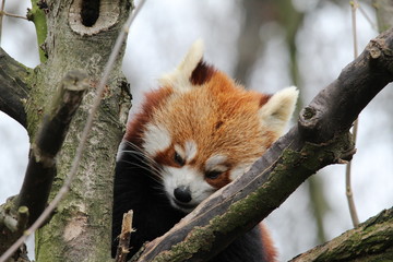 süßer roter Panda