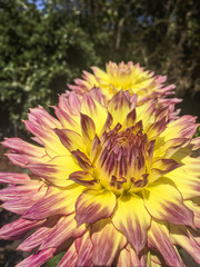 Obraz premium Dahlia