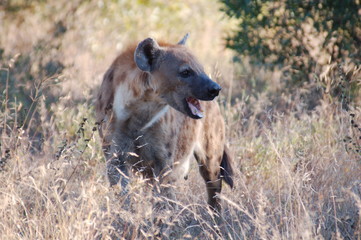 Spotted Hyena