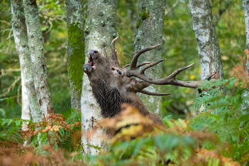 brame cerf cervidé mammifère animal bois forêt tête portrait