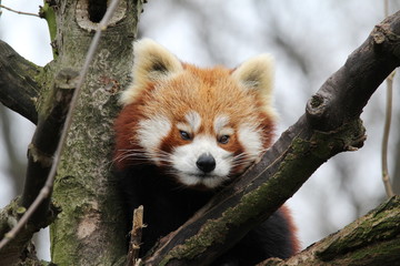 süßer roter Panda