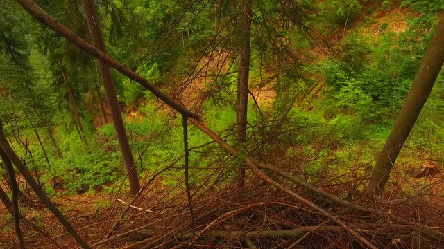 Fallen young and small timber and branches in the summer green forest. Like a disaster.