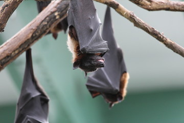 Obraz premium lachende Fledermaus