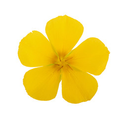 Obraz na płótnie Canvas yellow flowers isolated on white