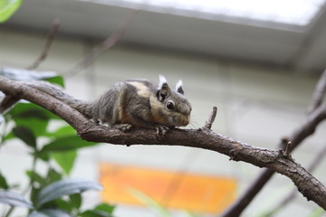 Streifenhörnchen