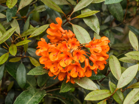 Rhododendron macgregoriae x stenophyllum