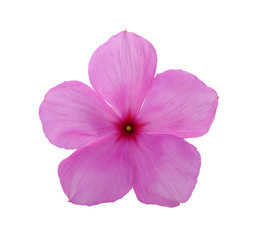 purple flower isolated on a white
