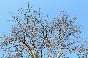Fototapeta na wymiar Tree branches and blue sky