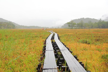 雨の尾瀬