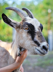 Close up portrait of a goat. Farmer hand that stroked the goat