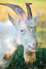 Fototapeta premium Close up portrait of a goat in the pasture