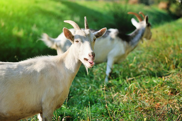 Goats on pasture on a sunny day