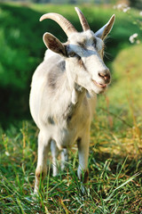 Portrait of a white goat in the pasture