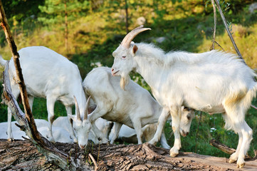 Obraz premium White goats on pasture eat bark
