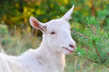 White goat eating young pine twigs