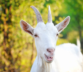 Close up portrait of a white goat in the pasture